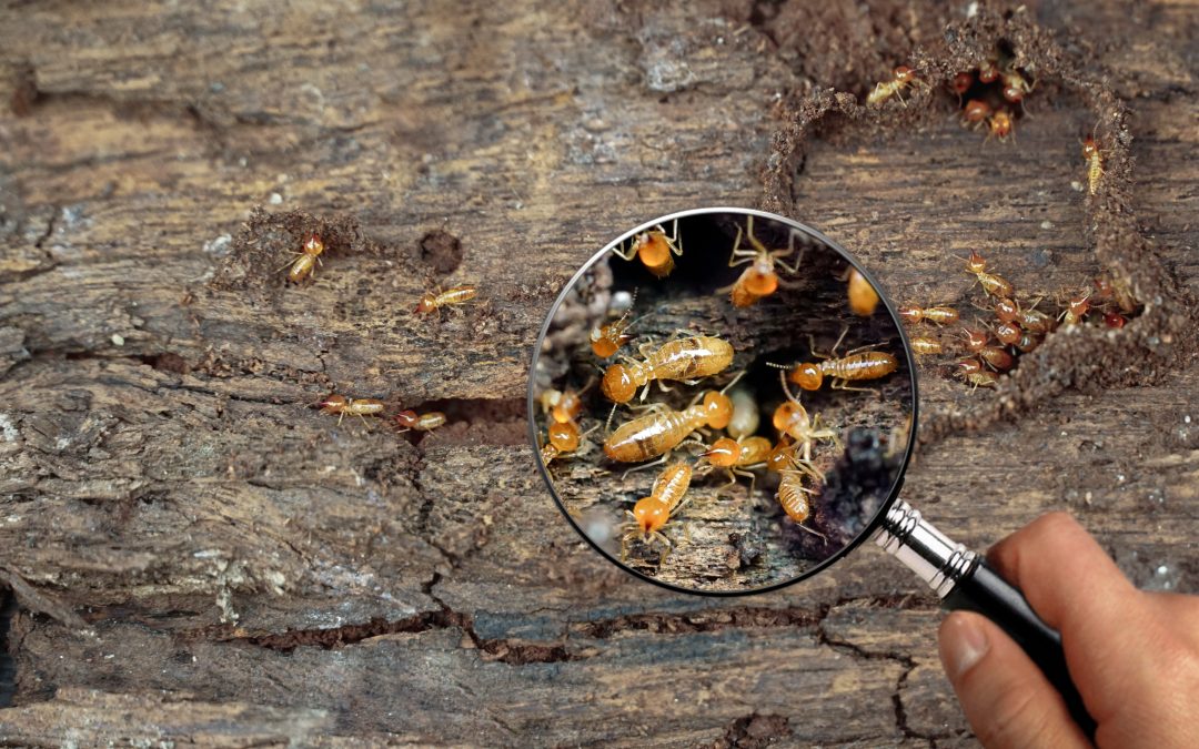 Ensuring Fair Compensation for Commercial Property Termite Damage in Alabama