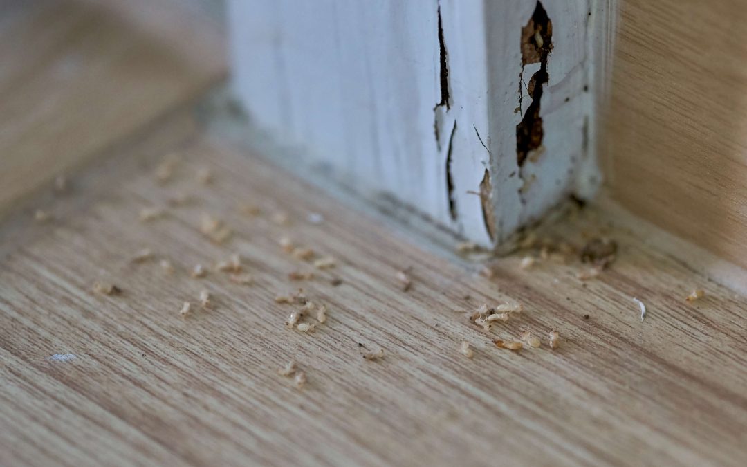 Termite Damage Lawyer Alabama: Expert Legal Help from More 2 You Law